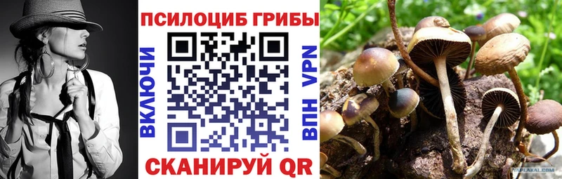 сколько стоит  Покачи  Галлюциногенные грибы Cubensis 